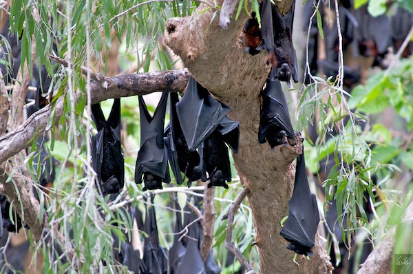 AustraliaAdelaide 10  008